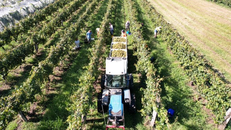 Bago Vineyards 2 768x432