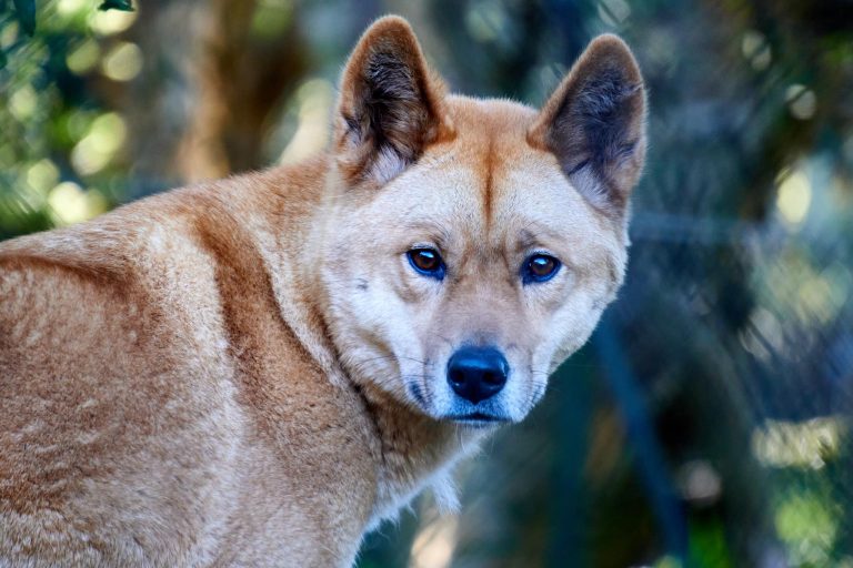 Billabong Zoo 2 768x512