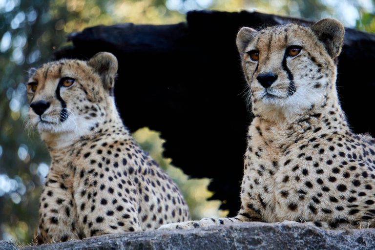 Billabong Zoo 3 768x512