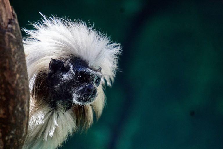 Billabong Zoo 4 768x512