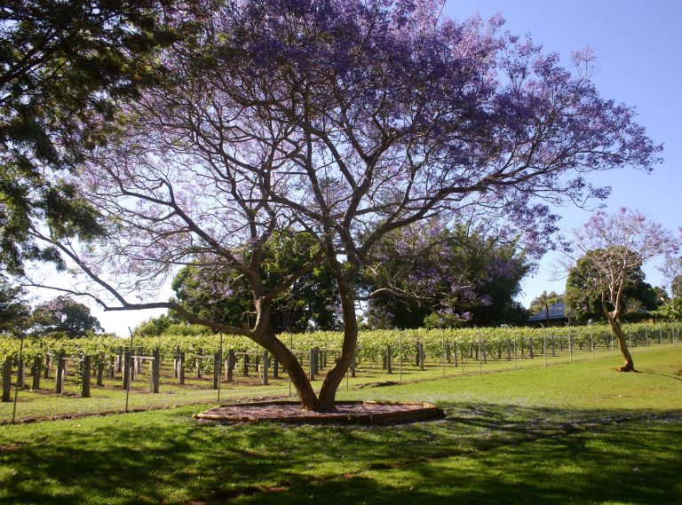 Douglas Vale Historic Homestead and Vineyard 4 768x569