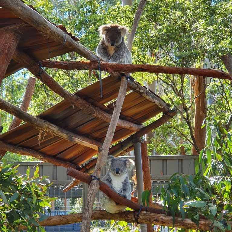Koala Hospital Port Macquarie 2 768x768
