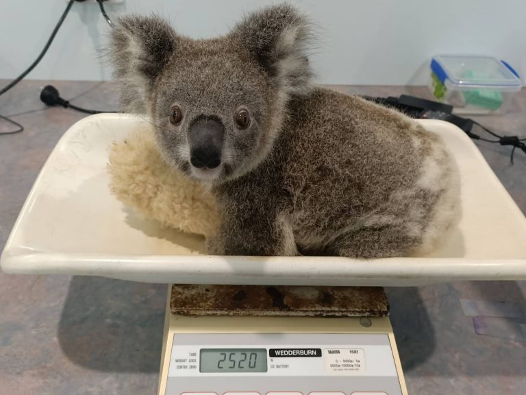 Koala Hospital Port Macquarie 3 768x576