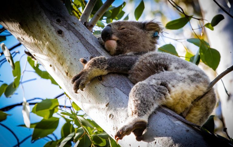 Koala Hospital Port Macquarie 5 768x486