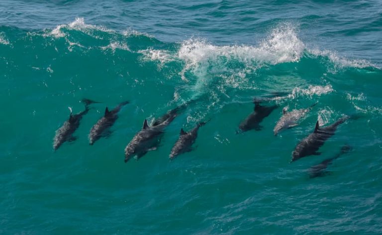 Port Jet Cruise Adventures 4 768x472