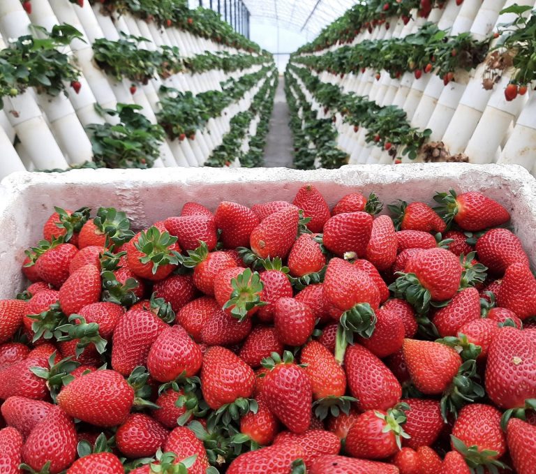 Ricardoes Tomatoes 1 768x679