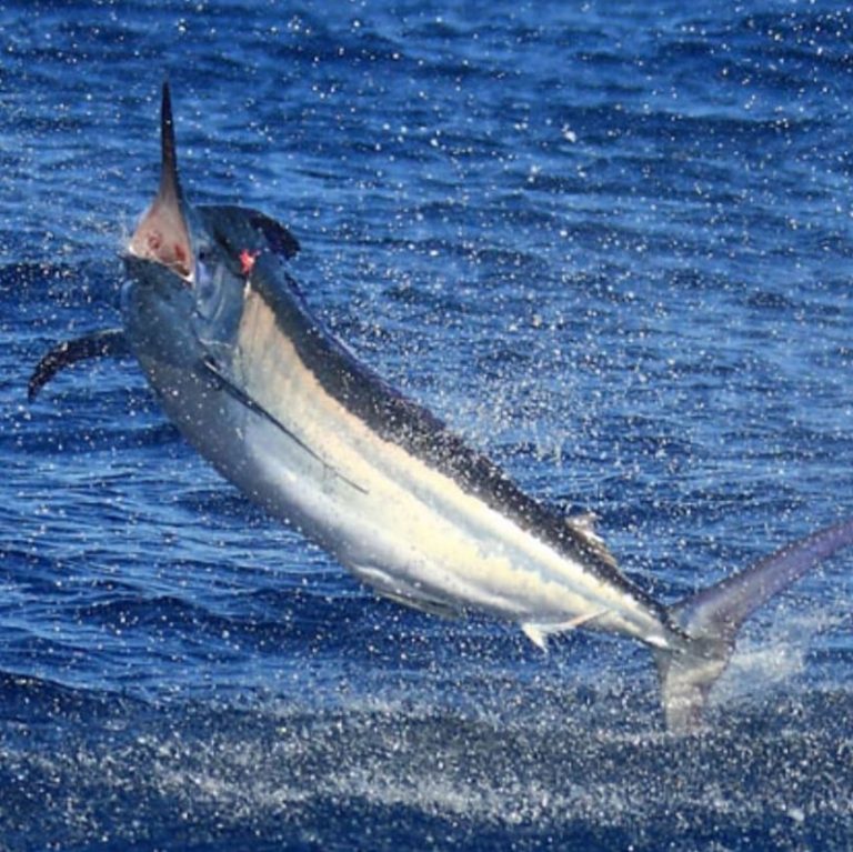 Ocean Star Deep Sea Fishing Charters 3 768x767