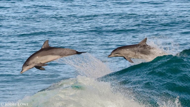 Destination Port Macquarie 9 768x435