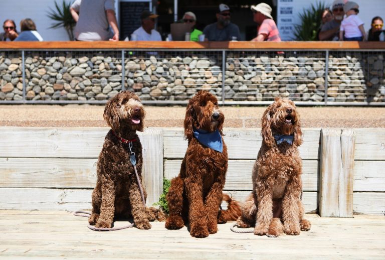 Salty Crew Kiosk 5 768x518