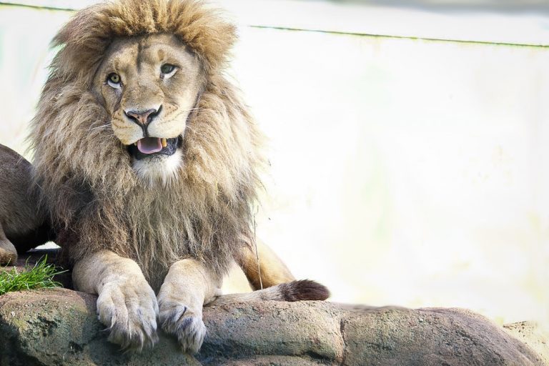 Billabong Zoo Port Macquarie 5 768x512