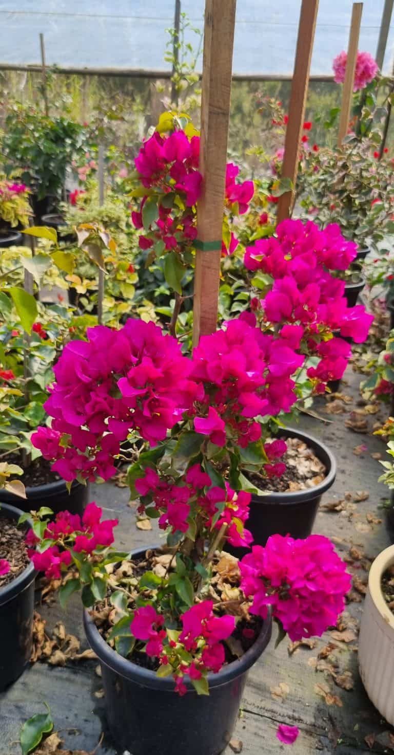 Abundance Nursery 1 768x1469