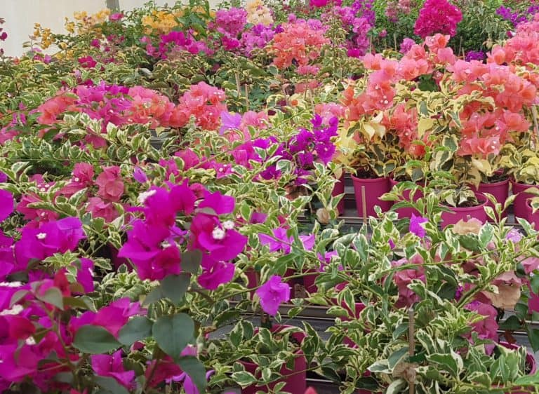 Abundance Nursery 4 768x562