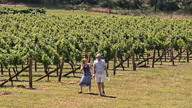 Secret Vines Experience1 768x434